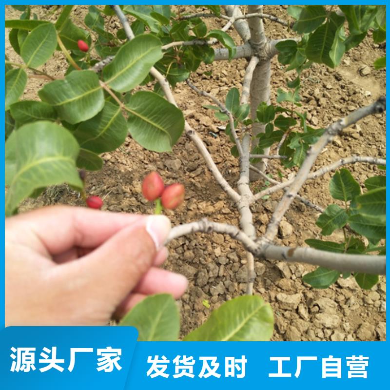 开心果-桃树苗选择大厂家省事省心