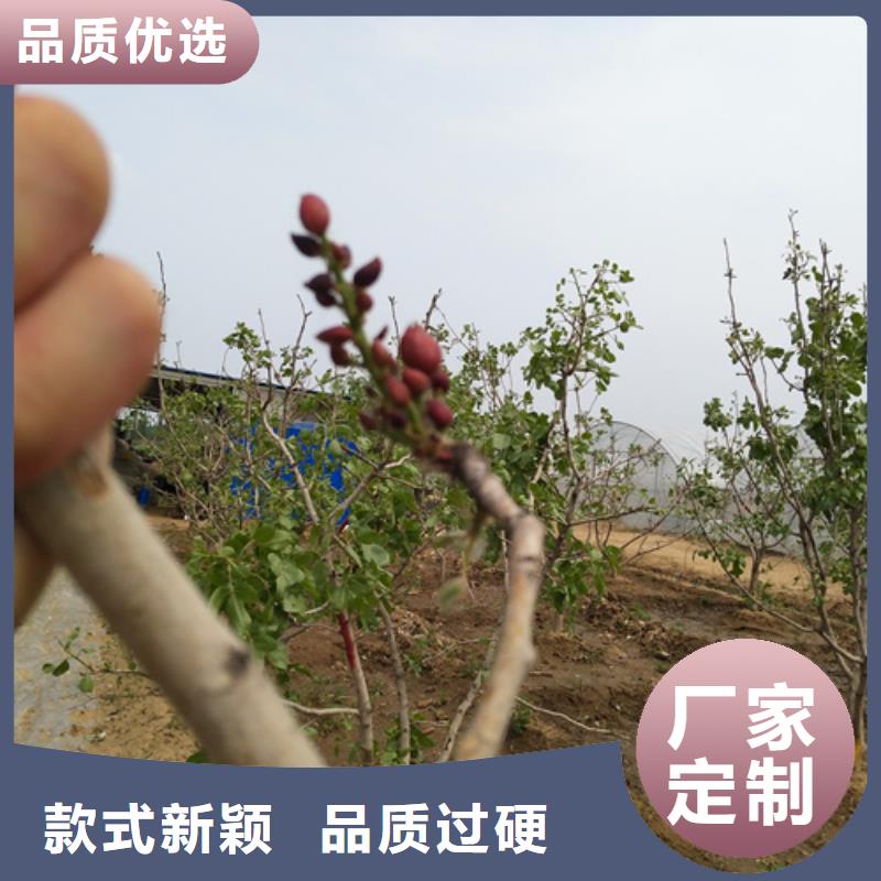 开心果-桃树苗选择大厂家省事省心