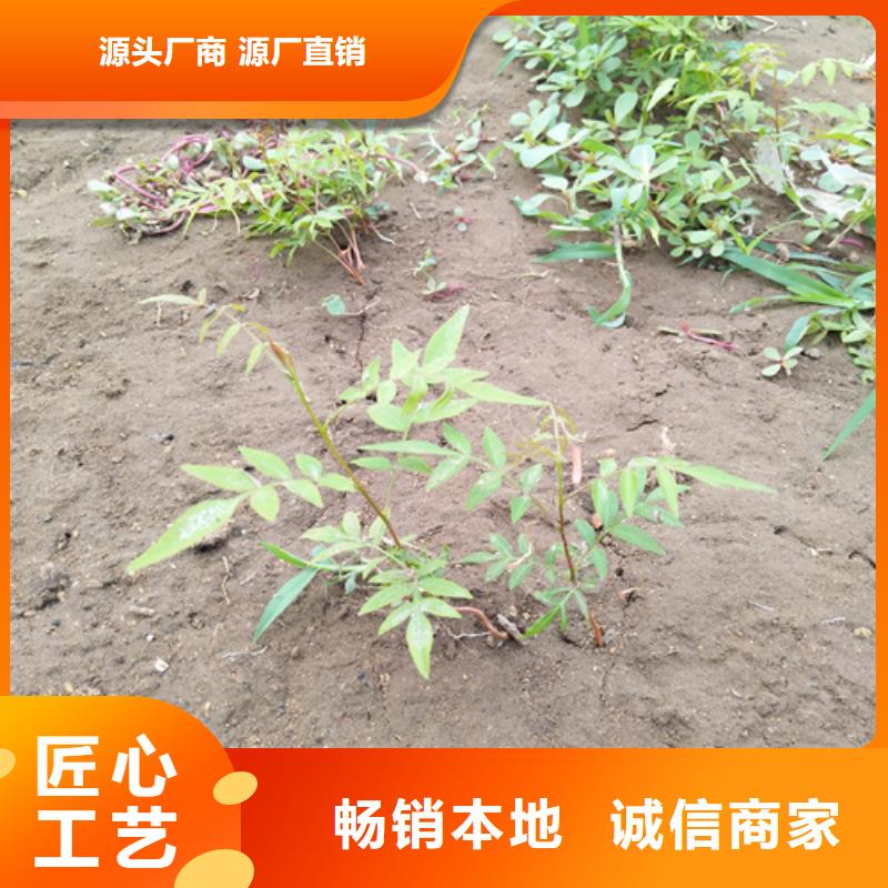 开心果,石榴树品质保障售后无忧