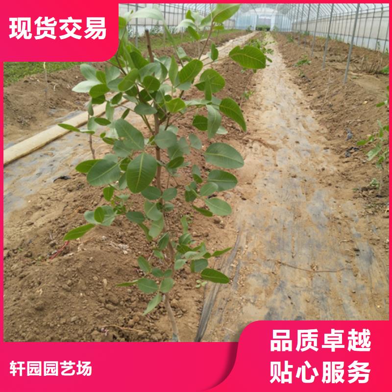 开心果杏树苗优势
