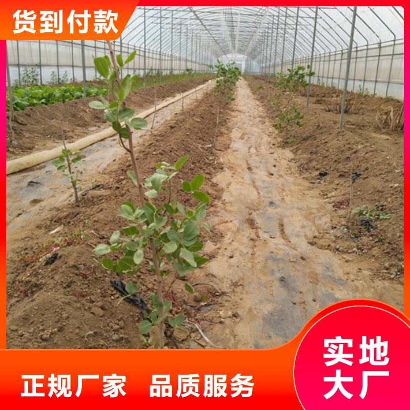 开心果杏树苗优势
