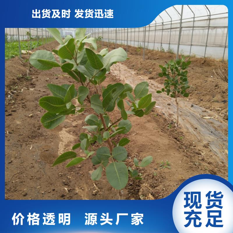 开心果苹果苗厂家直销供货稳定