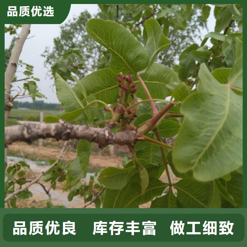 开心果-桃树苗选择大厂家省事省心