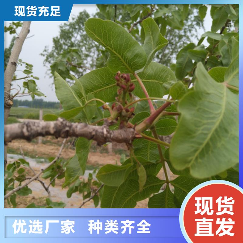 阿月浑子适合种植地区