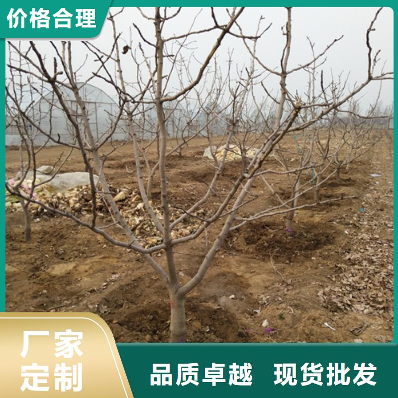 开心果杏树苗优势