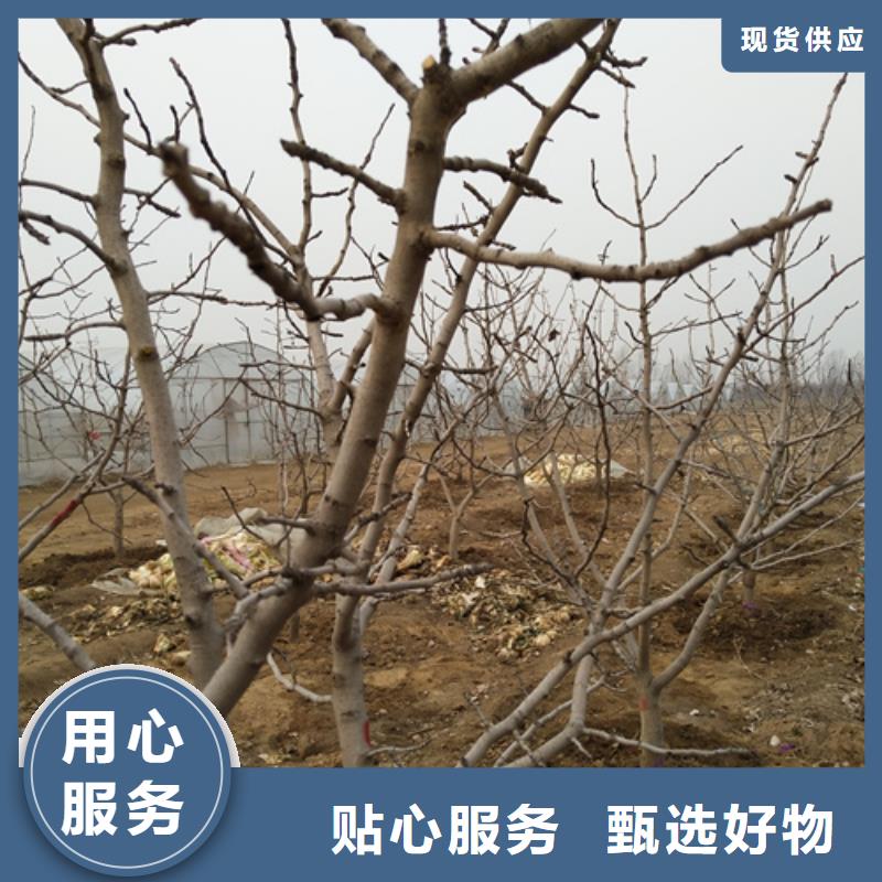 开心果-桃树苗选择大厂家省事省心
