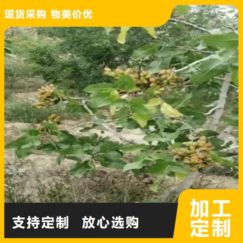 开心果-桃树苗选择大厂家省事省心