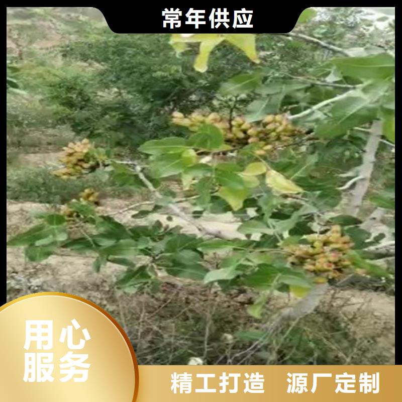 开心果红颜草莓实力工厂