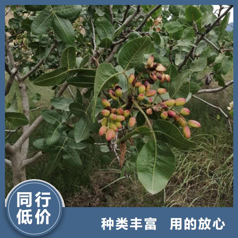 开心果树苗种植基地