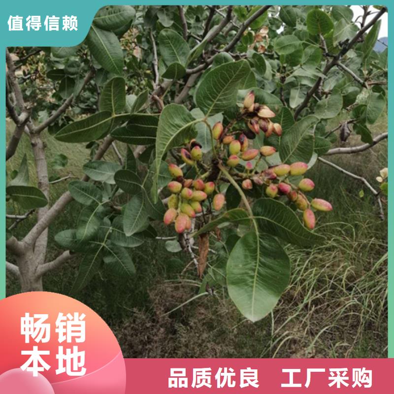 开心果红颜草莓实力工厂
