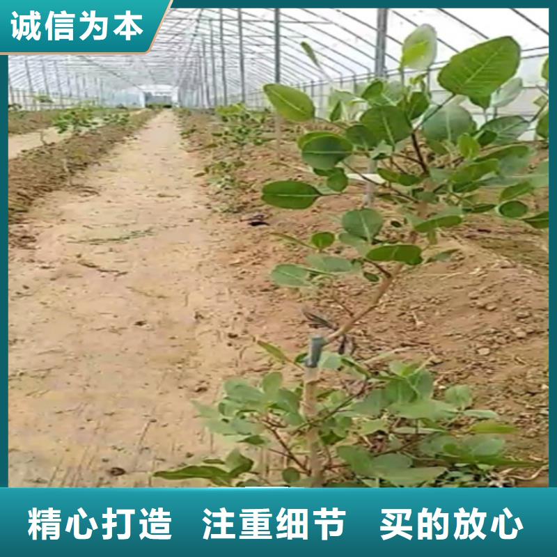 开心果苗适合种植地区