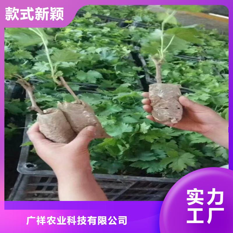 4公分晚熟葡萄树苗