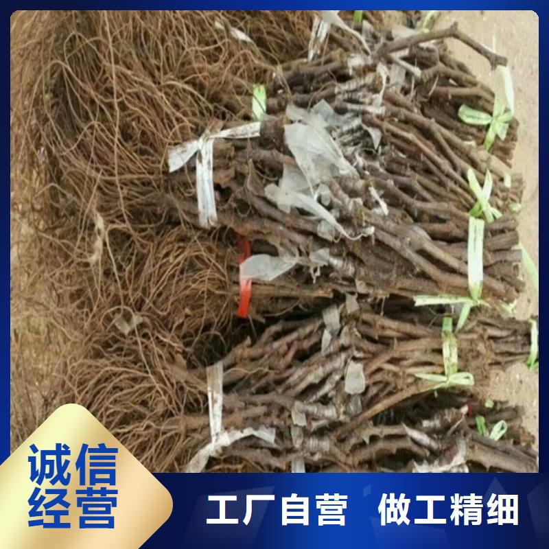 香妃葡萄苗生产厂家_规格齐全