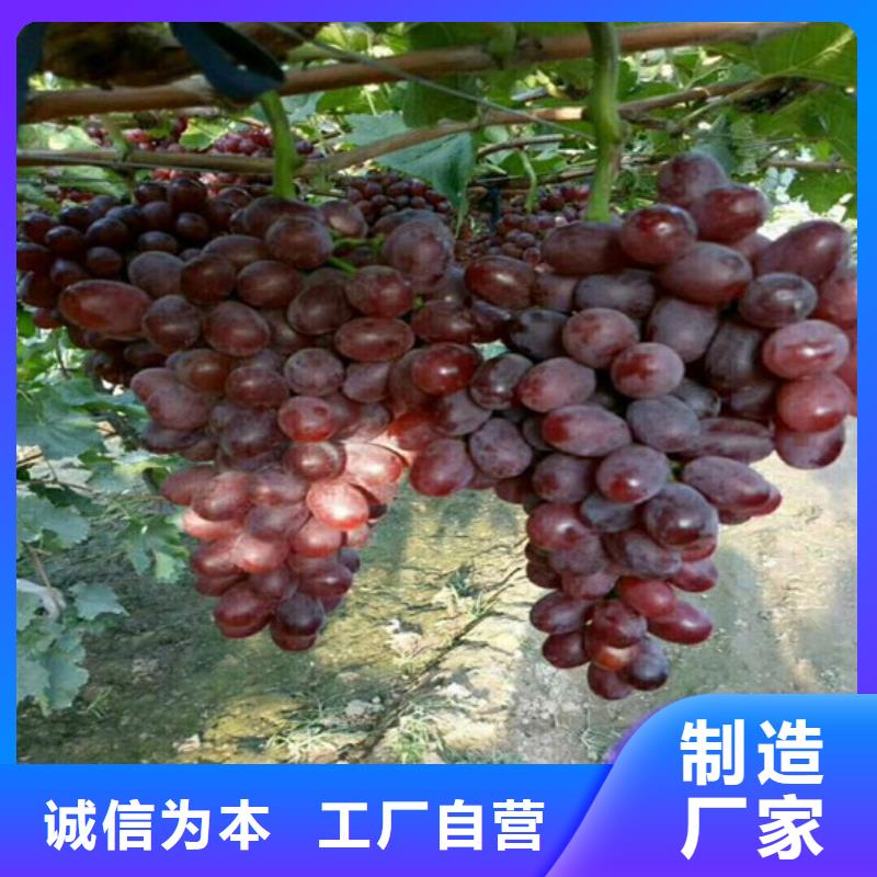 漳浦玫瑰香葡萄苗栽植密度