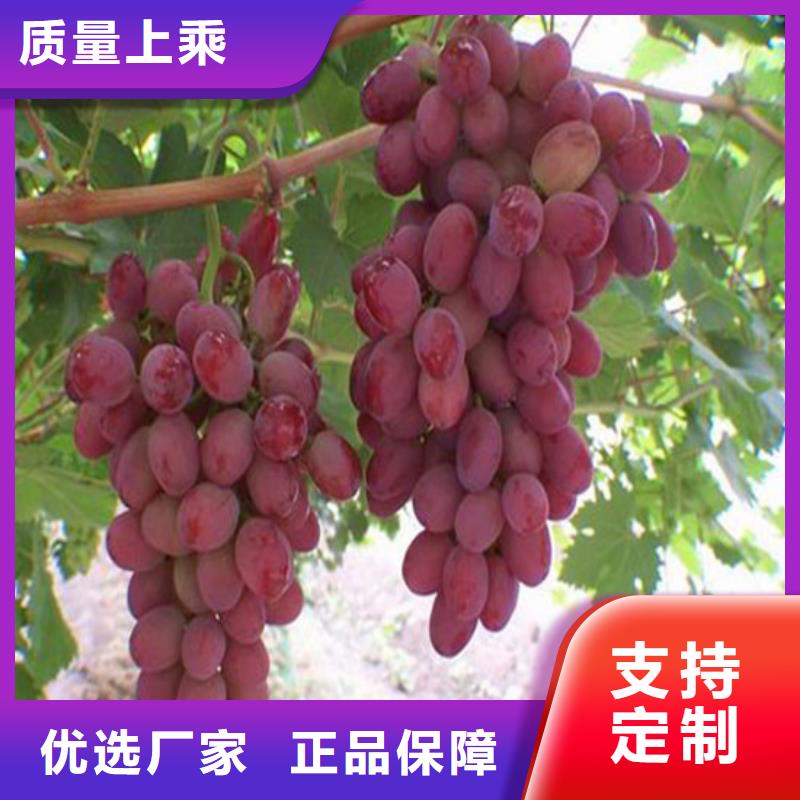 漳浦玫瑰香葡萄苗栽植密度