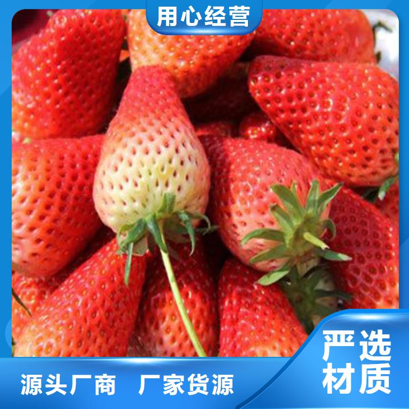 草莓苗草莓苗价格货源直销