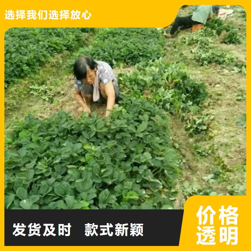 福安哪里出售草莓种苗，草莓种苗亩产多少