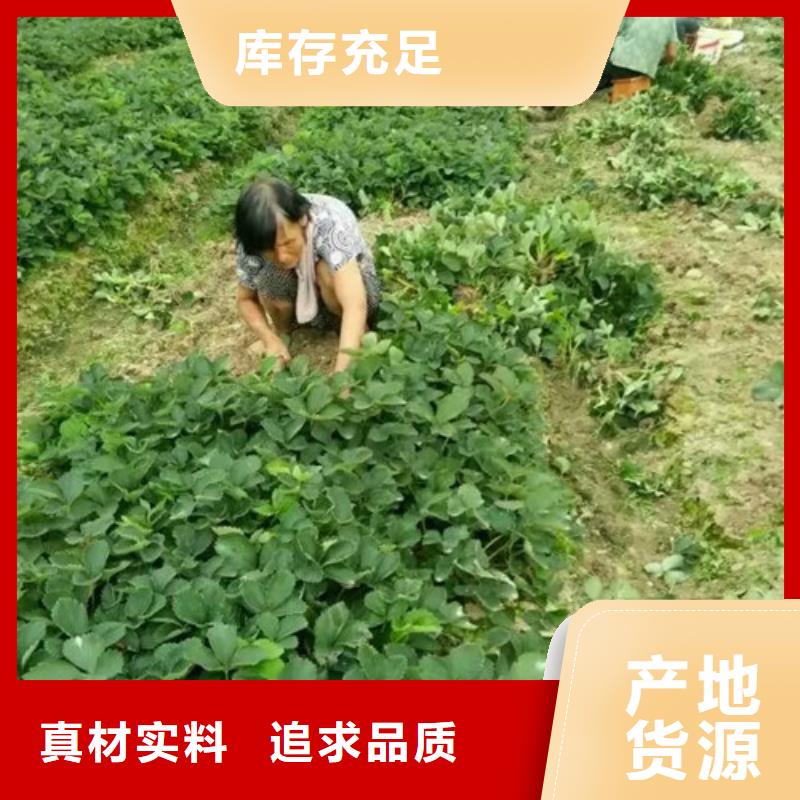草莓苗火箭大樱桃树苗供货及时