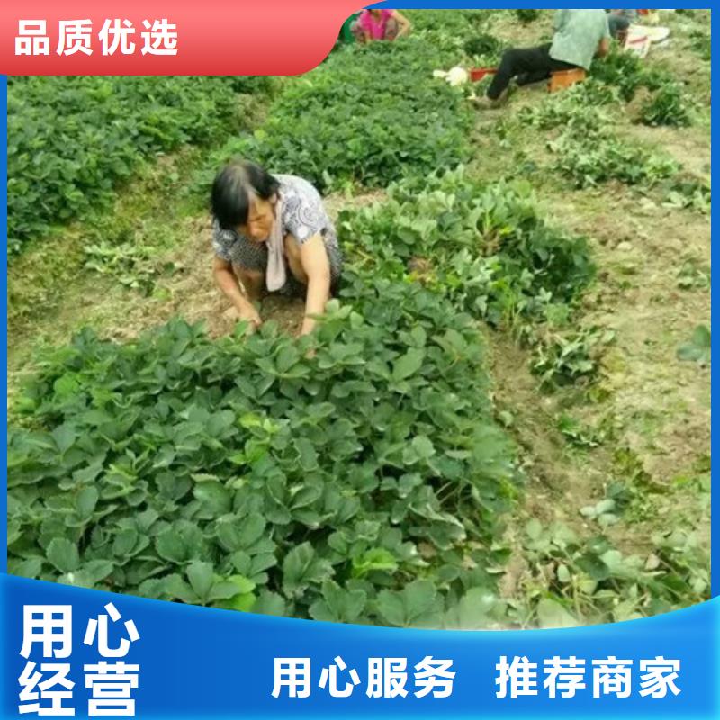 基地批发巧克力草莓苗，巧克力草莓苗育苗厂家