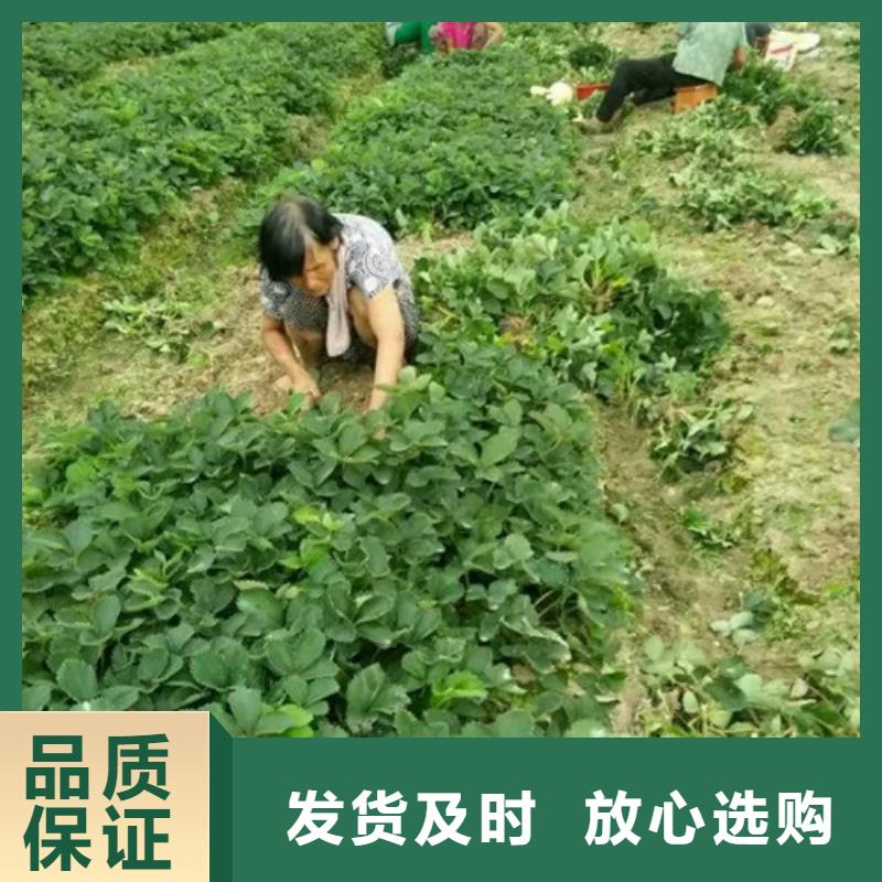 通江红颜草莓苗货源充足