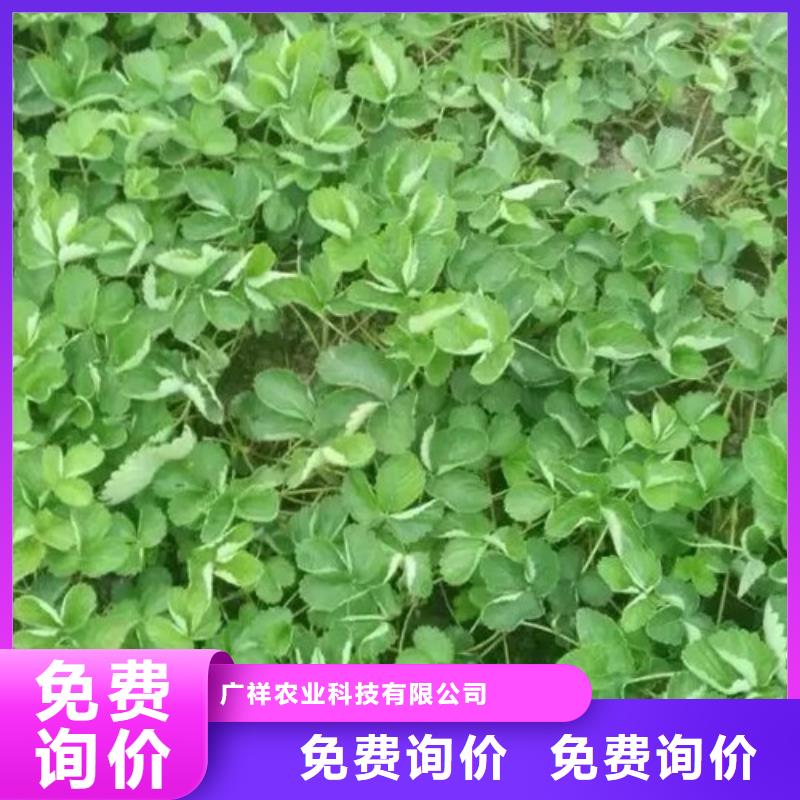 【草莓苗】大棚草莓苗库存充足