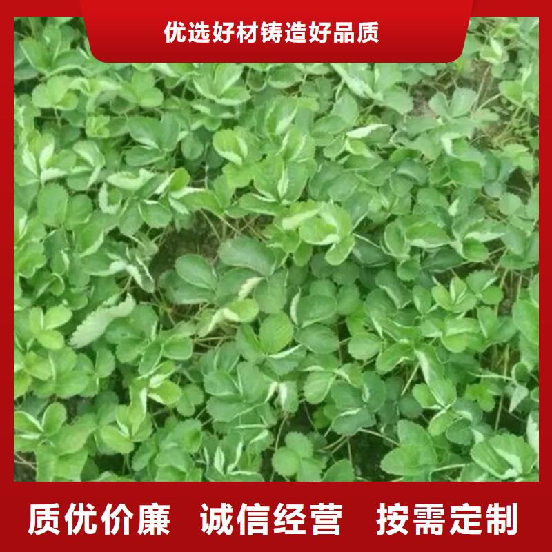 草莓苗【无籽葡萄树苗】细节严格凸显品质