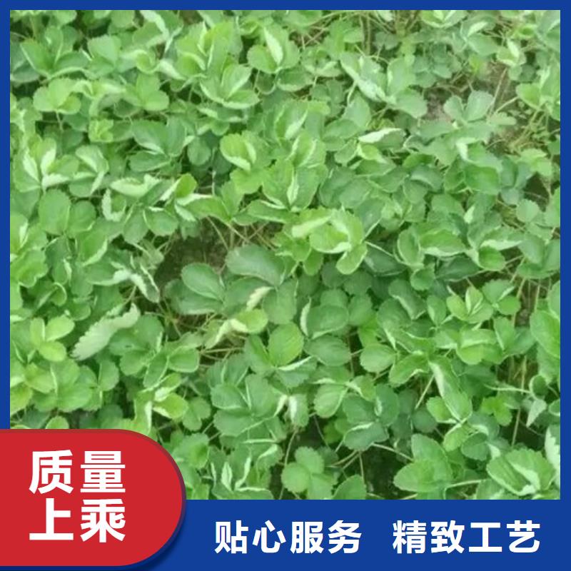 隋珠草莓苗哪里有种植的