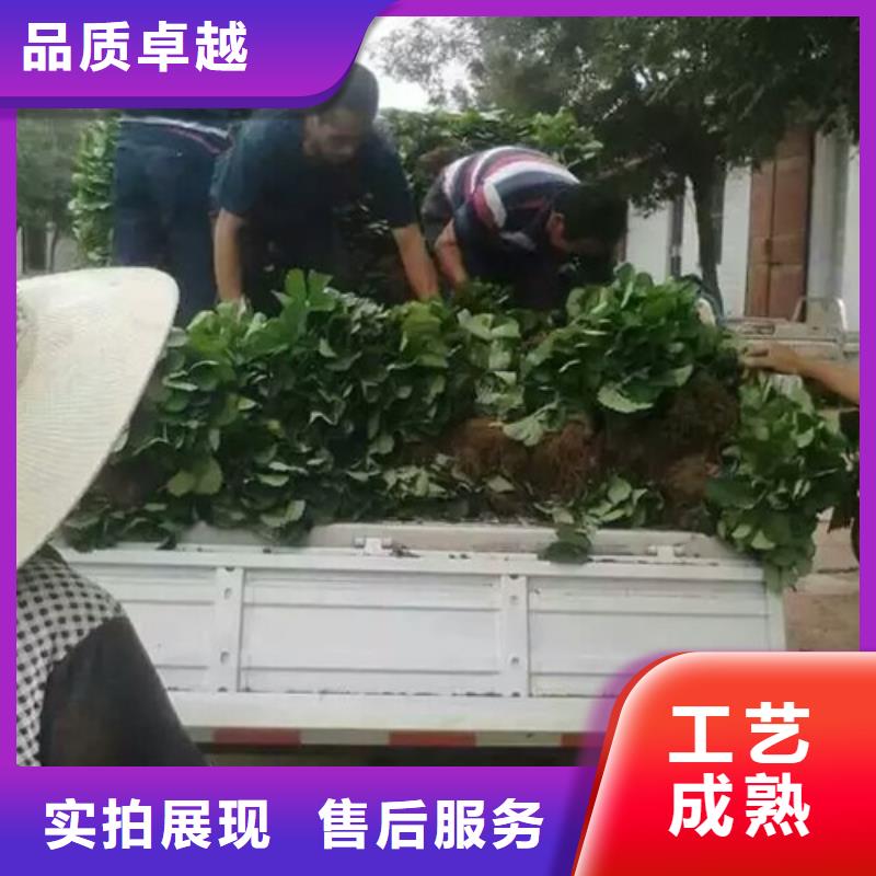 草莓苗青苹果树苗价格低