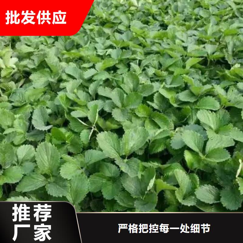 草莓苗【大棚草莓苗】有实力有经验