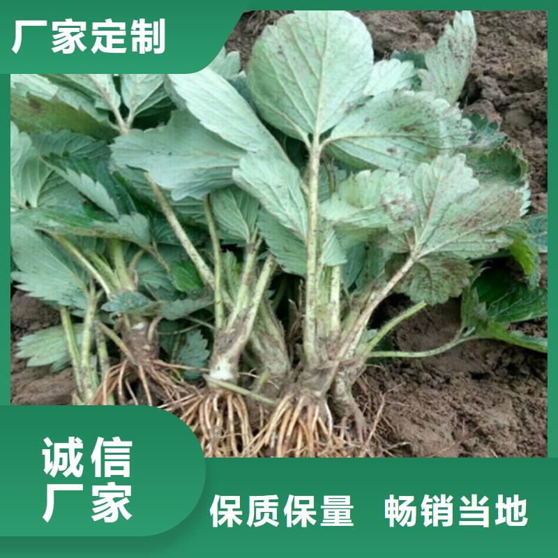 【草莓苗,梨树苗基地规格齐全】