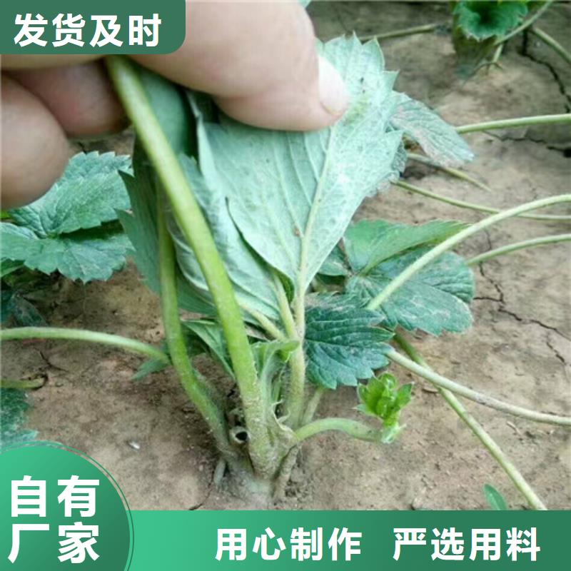 红99草莓苗定制价格