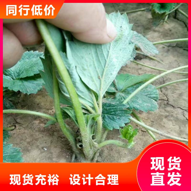 屏山妙香草莓苗价格优