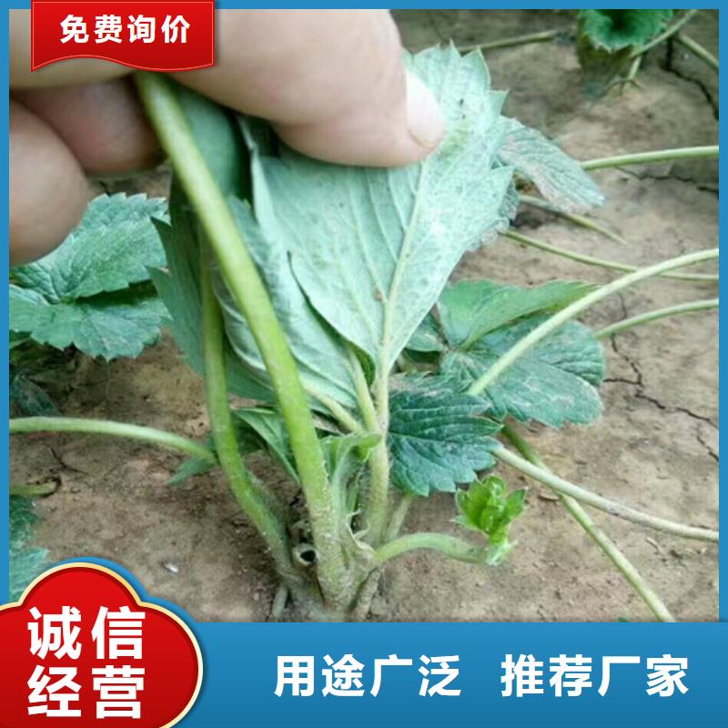 草莓苗【果树苗】研发生产销售