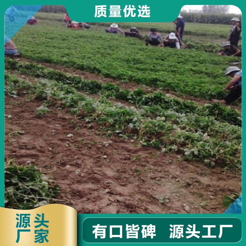 白果草莓苗价格公道