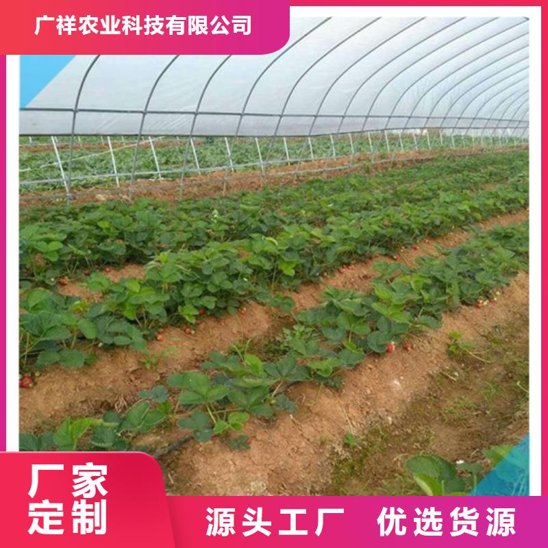 草莓苗蓝宝石葡萄苗加工定制