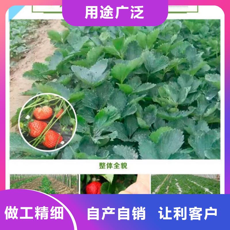 草莓苗樱桃苗产地工厂