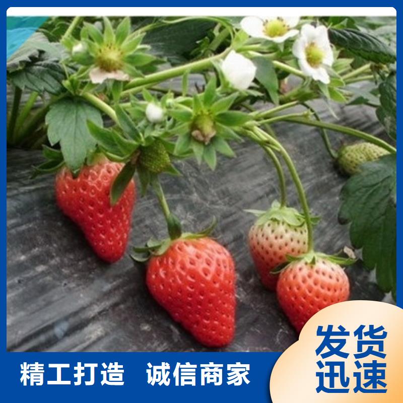 惠济妙香草莓苗品质保障