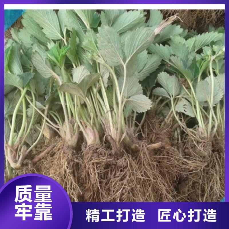 桃熏草莓苗出厂价格