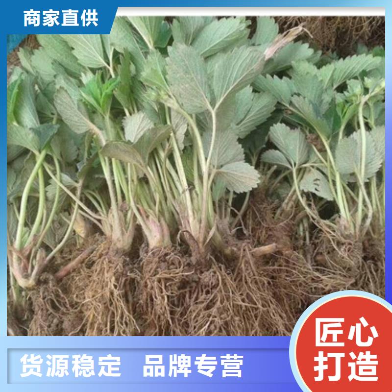 屏山妙香草莓苗价格优