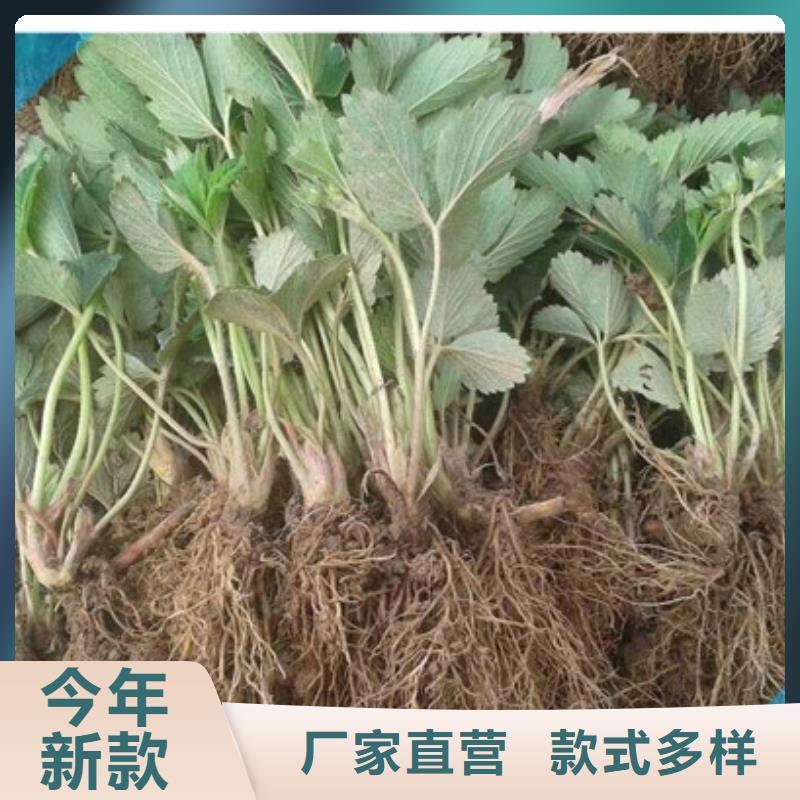 基地批发香蕉草莓苗，香蕉草莓苗哪里有批发的