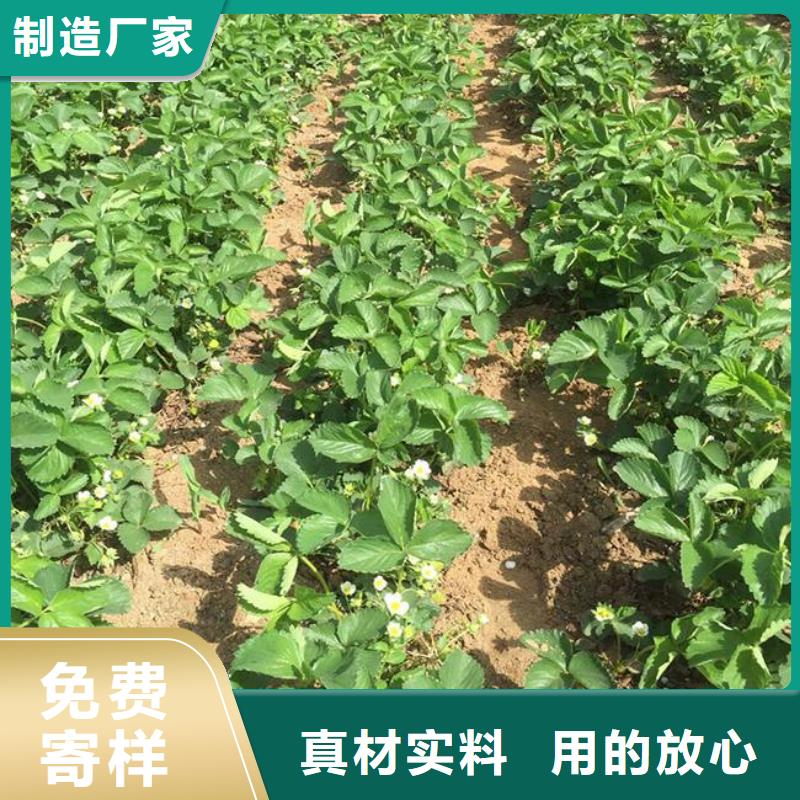 茂县妙香草莓苗哪里有批发的