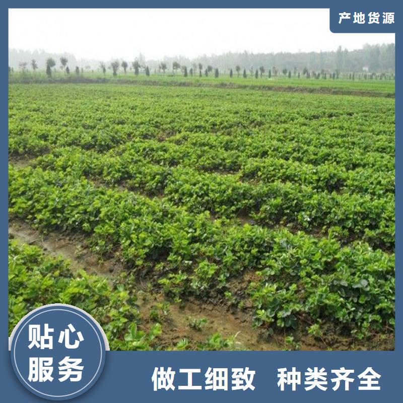 草莓苗【苹果苗】质检合格出厂