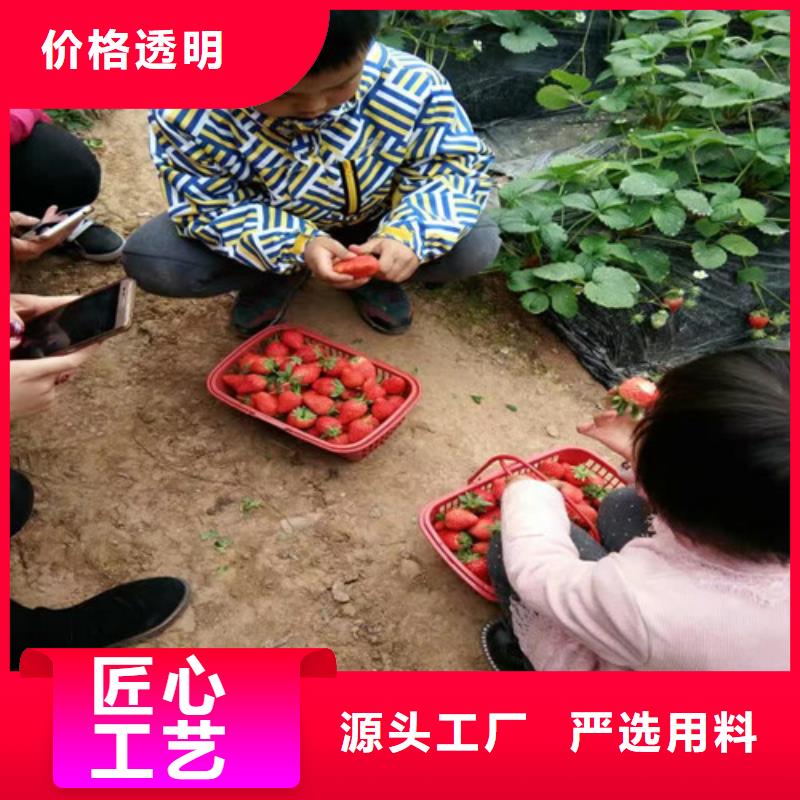 草莓苗【草莓苗价格】货到付款