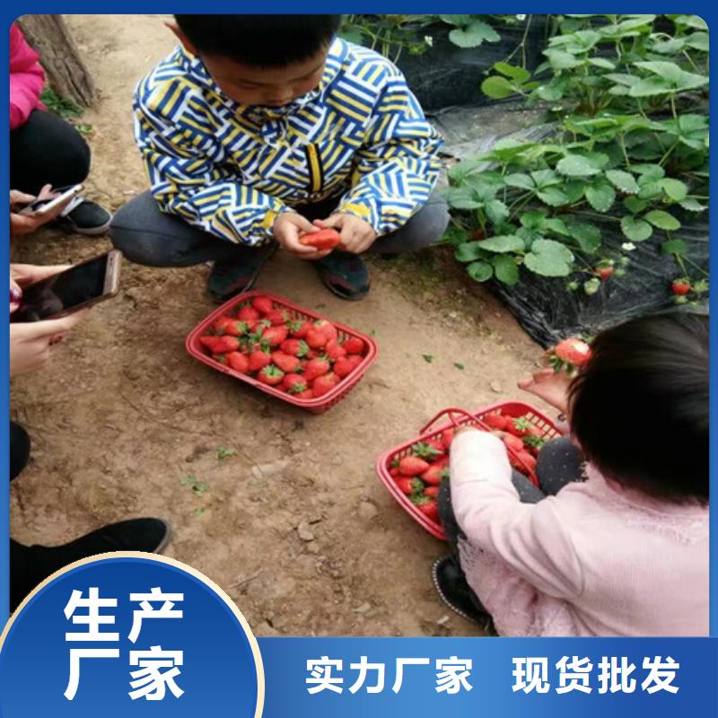 草莓苗 梨树苗基地精挑细选好货