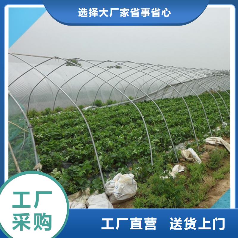 【草莓苗】-油蟠桃树苗实力商家推荐