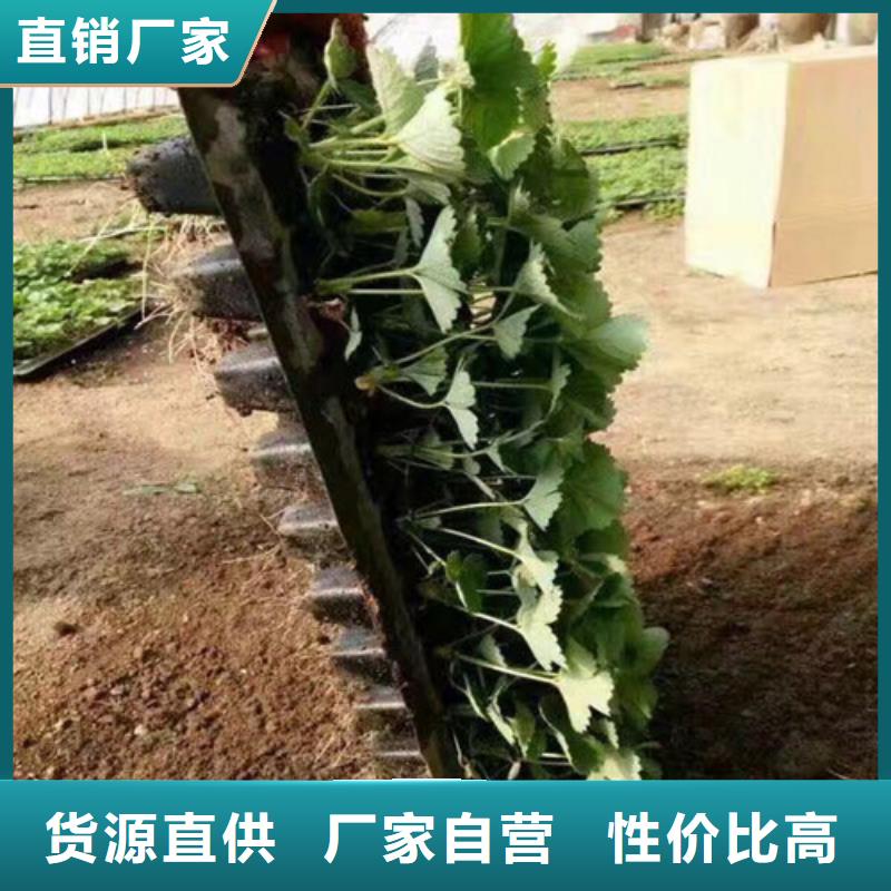 隋珠草莓苗价格多少