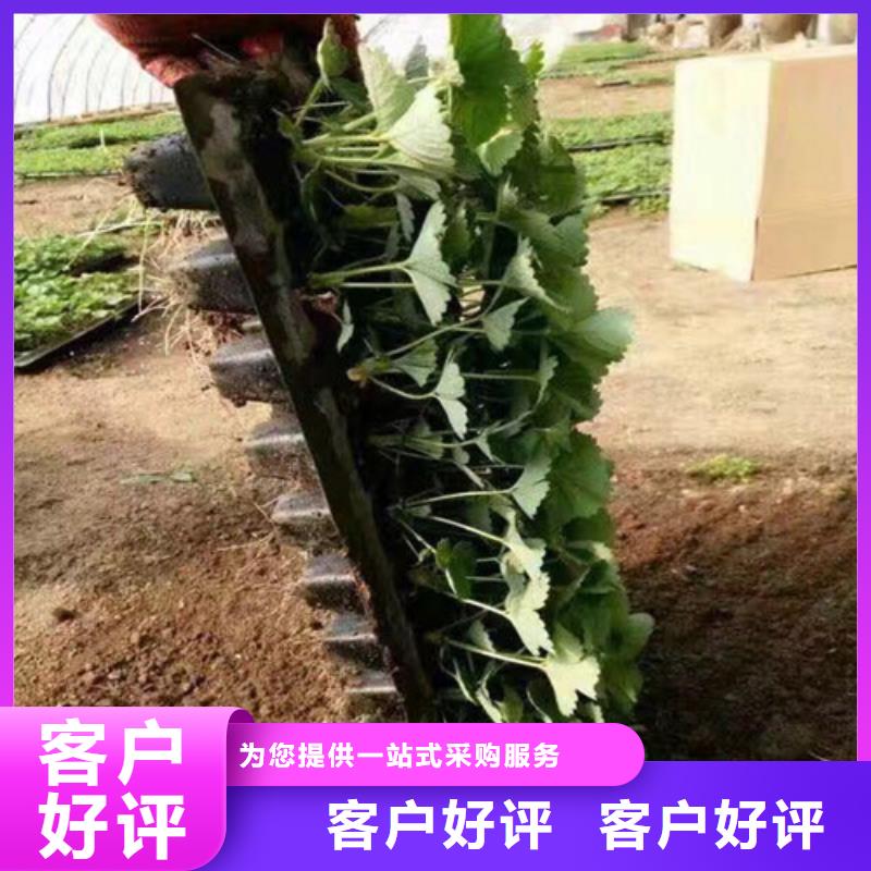 我想买菠萝草莓苗，菠萝草莓苗价格多少