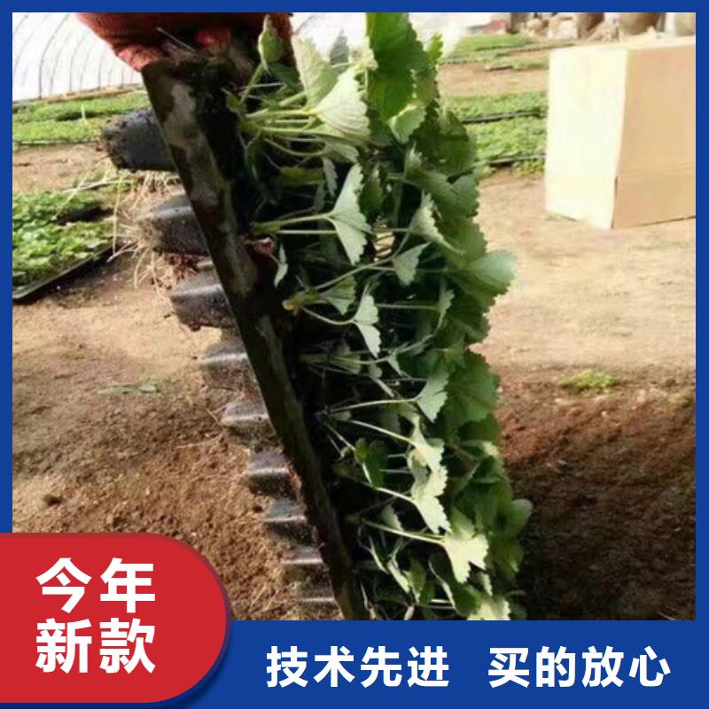 甜查理草莓苗种植条件