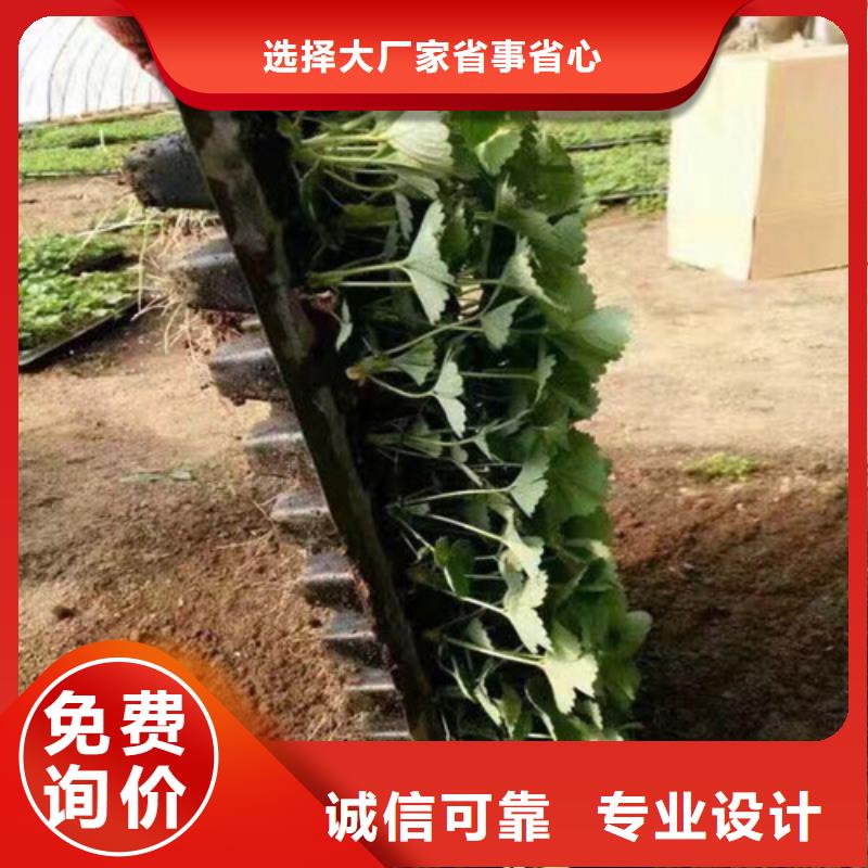 【草莓苗】大棚草莓苗一手货源源头厂家