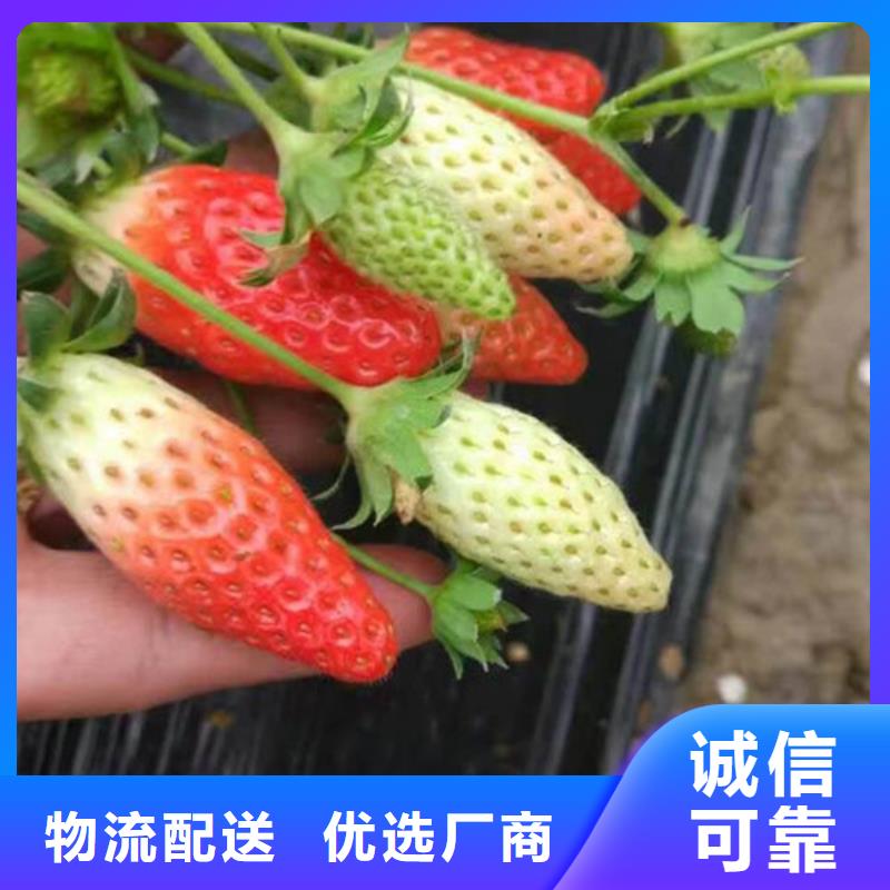 草莓苗樱桃苗产地工厂